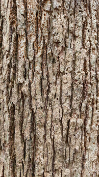 Rough vertical bark texture of an ancient tree in Papua rainforest, Indonesia