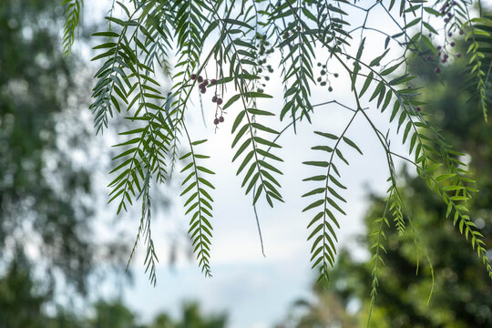Green hanging leaves and small pink peppercorns of schinus molle plant during a sunny day with soft daylight. Mediterranean region, Side.