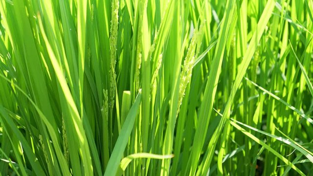 Emerging Rice Panicle Among Vibrant Green Leaves in Summer Sunlight