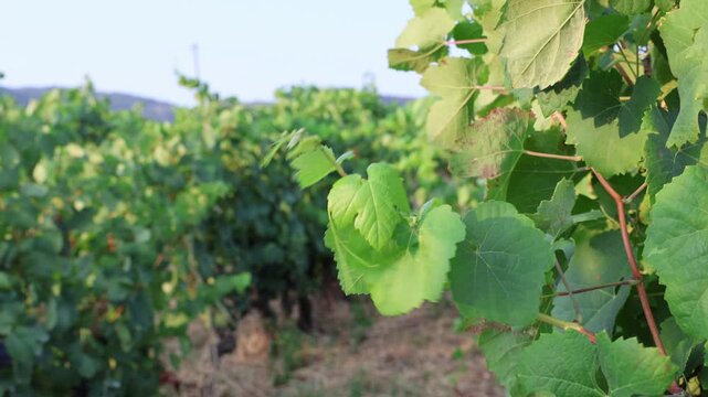 Green grapevine leaves swaying in douro valley vineyard