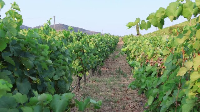 Walking through a beautiful vineyard in douro valley, portugal