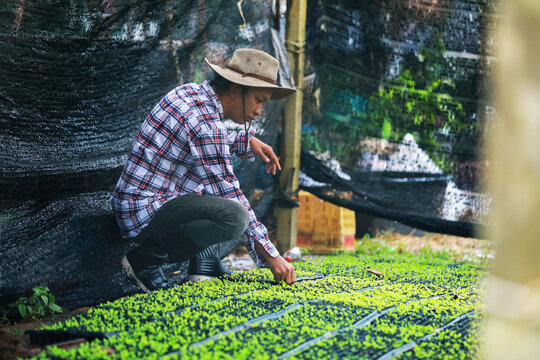 Professional gardener tending young green leaves crops in nursery tray focusing on quality cultivation process for agribusiness marketing