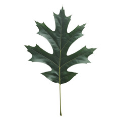 Naklejka premium Single large green maple leaf with stem on white transparent background transparent background