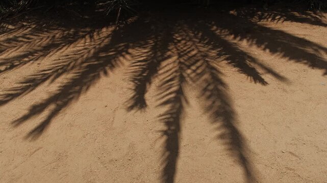 Minimalist palm tree shadows gently swaying in warm desert breeze across sunlit sandy ground illustrating extreme heat arid climate natural shade and peaceful oasis atmosphere