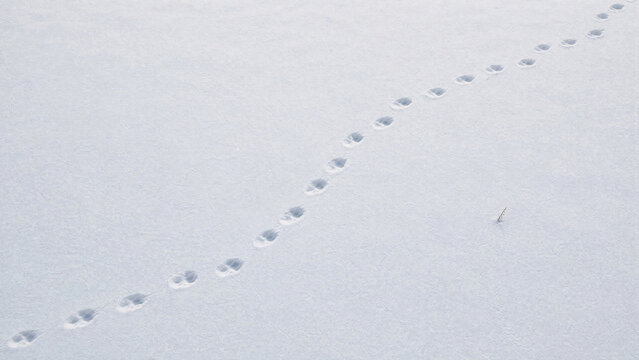 Animal tracks forming a diagonal path in fresh white snow. Wildlife paw prints on a frozen winter surface. Minimalist background with copy space for text