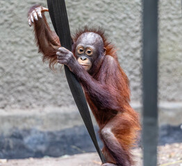 Chester Zoo - Sumatran Orangutan © SR7 Photo
