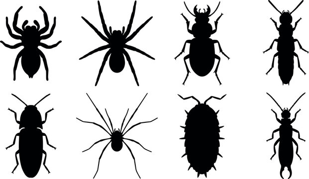 Silhouettes of spiders, beetles, cockroach, and woodlouse