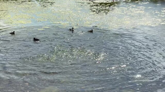 ducks in the water