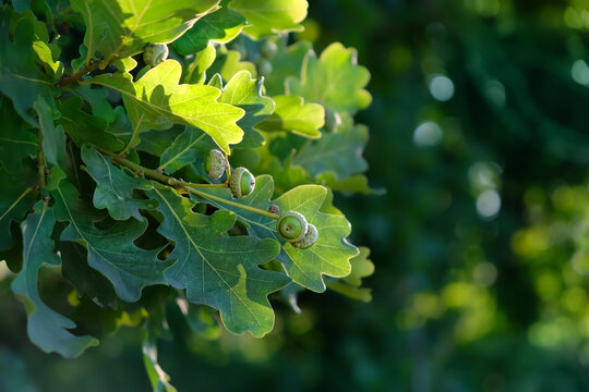 young green acorns in oak leaves on tree branches close up, abstract natural background. forest landscape with oak acorns in foliage. summer season. element for design. copy space
