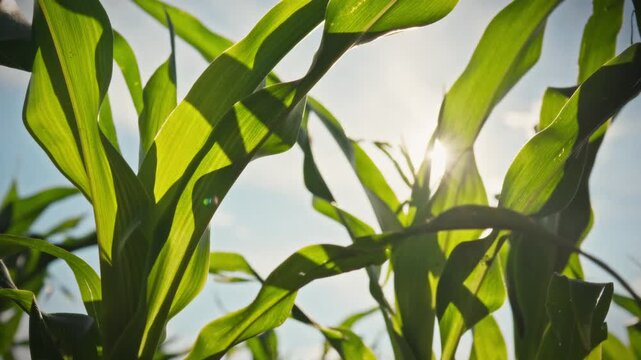 The camera moves smoothly over green ears of corn under a bright afternoon sun against a blue sky. Lush greenery fills the frame. Conceptually for crop production and grain cultivation
