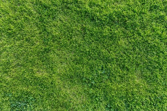 The Grass Field From Above: A Lush Green Carpet of Natural Texture