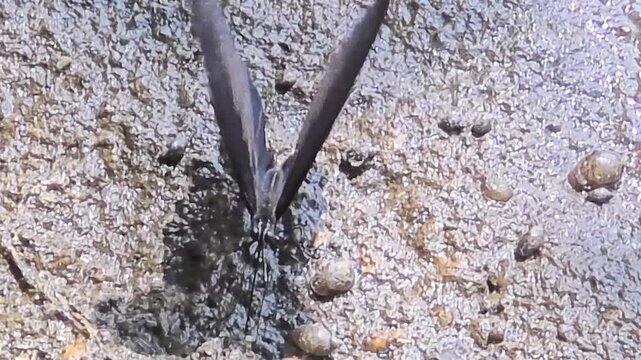 

Front view of spangle butterfly puddling on stream bed for minerals, macro 4K
 