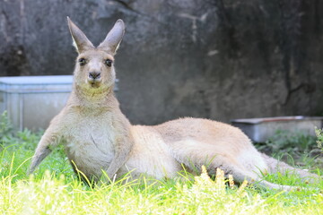 カンガルー © kosumi