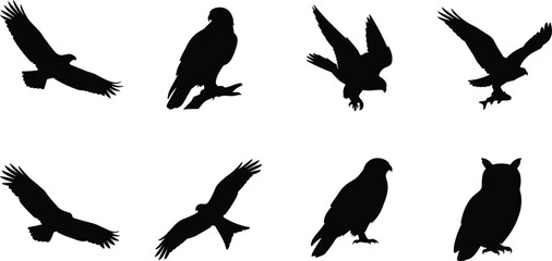 Fototapeta premium Black Silhouette Set of Birds of Prey in Flight and Perched Poses