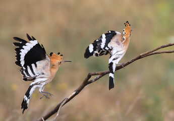 Two Eurasian hoopoes interacting in mid-air near a branch with wings wide open showing wing patterns. © VOLODYMYR KUCHERENKO