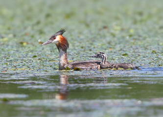 An adult great crested grebe swimming through duckweed while carrying a striped chick on its back. © VOLODYMYR KUCHERENKO