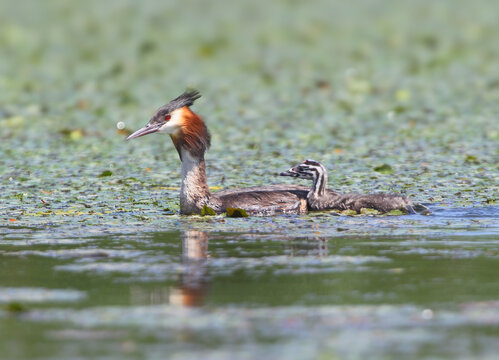 An adult great crested grebe swimming through duckweed while carrying a striped chick on its back.