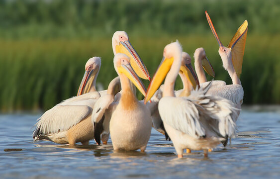 A flock of great white pelicans in shallow water, one yawning wide showing its large gular pouch.