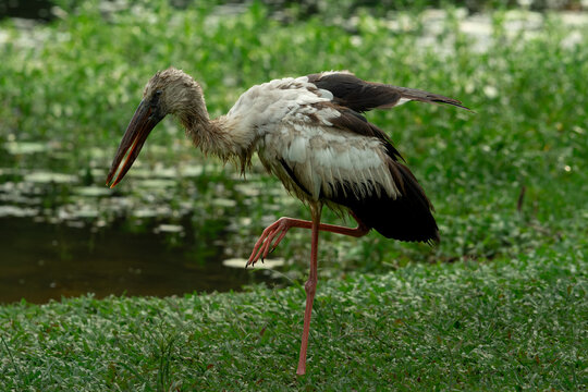Asian Open Billed Stork