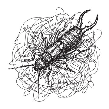 Expressive Scribble Sketch of an Earwig, Abstract Gestural Ink Drawing of an Insect with Pincers Isolated on White