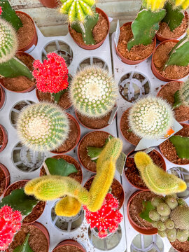 Collection of colorful grafted moon cacti and other cactus varieties displayed in small pots at a garden center. Bright ornamental succulents for home decoration and indoor plant collections.