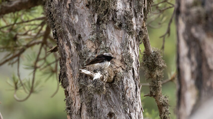 Obraz premium Endemic Cyprus wheatear (Oenanthe cypriaca) perched on top of a dead pine tree branch in Troodos mountains, Cyprus