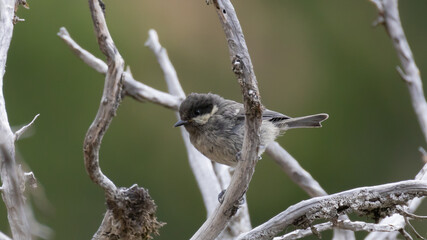 Endemic Cyprus Coal Tit Periparus ater cypriotes on Branch. © world_by_savvas