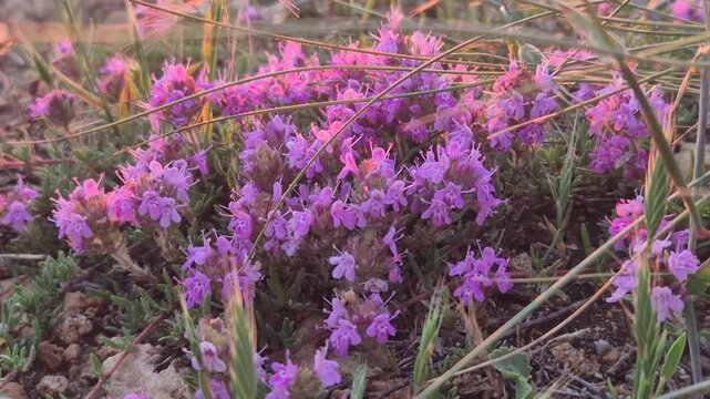 Purple thyme flowers bloom in a wild meadow during golden hour sunshine. A slow, steady macro zoom captures the delicate petals and stalks.