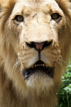 Retrato de le&oacute;n macho alerta con detalle de ojos y melena clara en la sabana africana