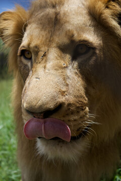 Le&oacute;n macho con melena clara relami&eacute;ndose de perfil, primer plano, sabana africana