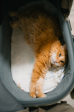 Fluffy orange tabby cat enjoying a deep sleep while comfortably stretching out in a baby bassinet, demonstrating pets integrating into family life and finding unique resting spots