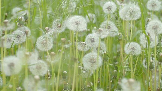 dandelion in grass 4K video 