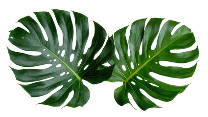 Two large green monstera deliciosa leaves with natural holes, isolated on transparent background © Sorin