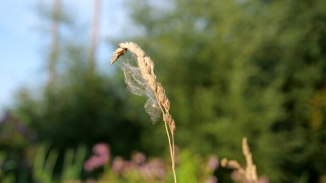 Wheat ear, dry grass, cobweb, cereal plant with spider web closeup on green blurry bokeh background