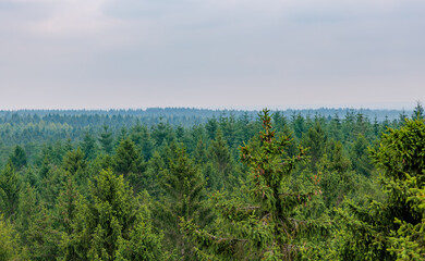Panoramic high angle view over dense evergreen spruce forest canopy spreading into horizon under hazy sky, forest ecosystem concept © JaRu Creative Studio