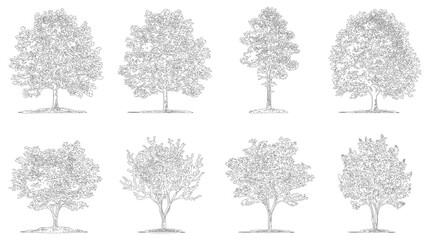 Set of hand drawn tree sketches. Elevation view of various deciduous trees in ink style. © ArifulHaq