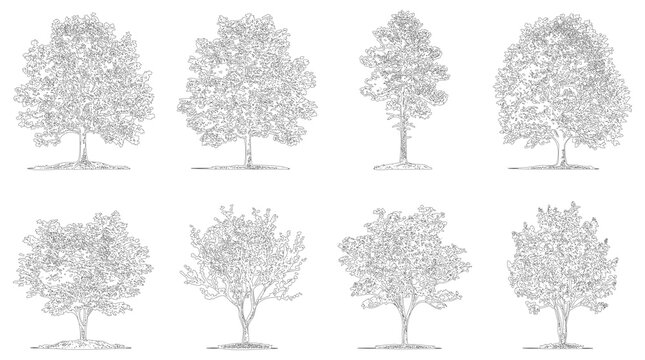 Set of hand drawn tree sketches. Elevation view of various deciduous trees in ink style.