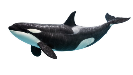 Orca killer whale swimming, isolated on transparent background © Aliona