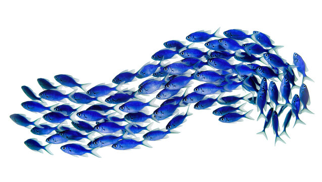 School of small blue fish swimming in a wave formation, isolated on transparent background