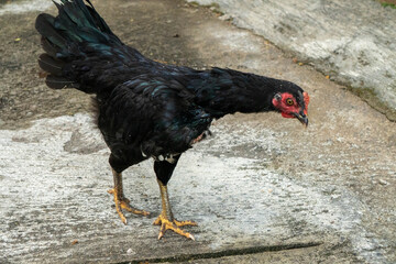 The black kampung chicken, black hen commonly found in Southeast Asia, is characterized by its all-black feathers, distinctive red face, and yellowish legs.  © Joshua Prasetyadi