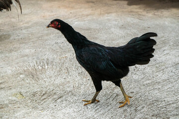 Black chicken or black hen typically found in Asia. This chicken is characterized by its jet-black plumage, distinctive upright posture, and yellow legs. © Joshua Prasetyadi