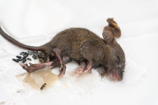 Rat caught in a glue trap, a common method of pest control. These traps are dangerous and dirty, as they can spread diseases such as leptospirosis from rodents to humans.