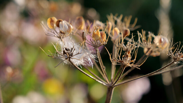 Dried flower, seed head, umbel plant, wild flora with fluff on blurred colorful bokeh background