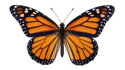 Monarch butterfly with orange black and white wings, isolated on transparent background © Sorin