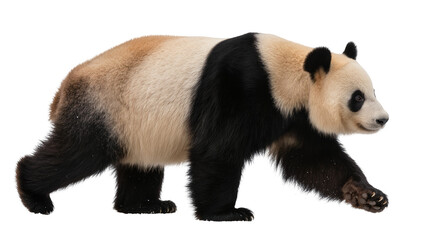 Giant panda bear walking, isolated on transparent background © Sorin