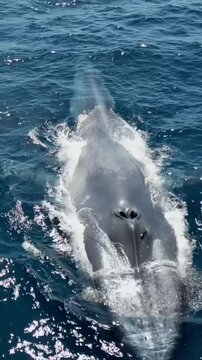Blue whale surfacing and blowing water from blowhole in open ocean blue sea stock video