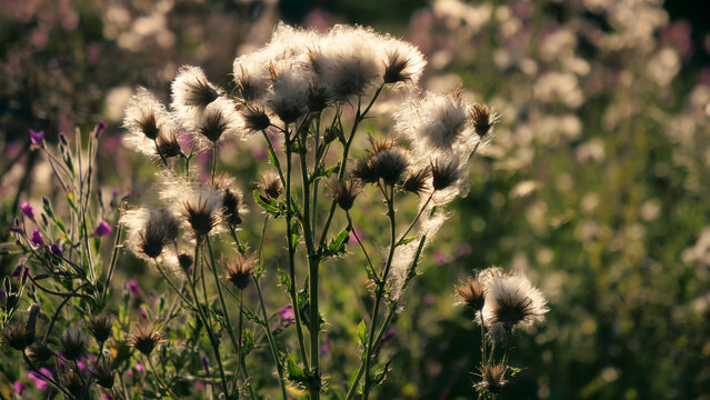Thistle seeds, fluffy wild plant, backlit meadow flowers in golden sunlight at sunset blurred background