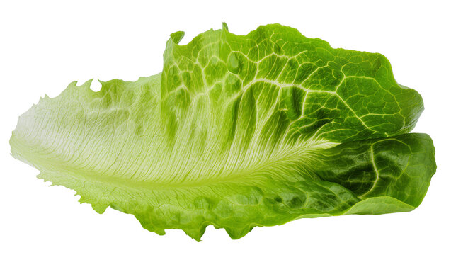 Crisp green romaine lettuce leaf with visible veins, isolated on transparent background