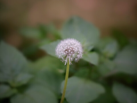 Beautiful dandelion macro