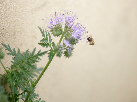 Bee in flight toward flowers